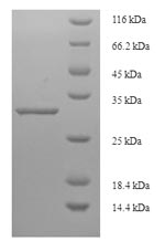 Greater than 90% as determined by SDS-PAGE.Recombinant Human Signal Peptidase Complex Catalytic Subunit Sec11C (SEC11C) Protein (His-SUMO)