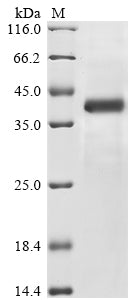 Greater than 85% as determined by SDS-PAGE.