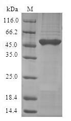 Greater than 90% as determined by SDS-PAGE.