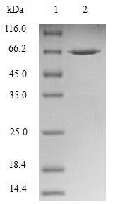Greater than 90% as determined by SDS-PAGE.Recombinant Human Nuclear Distribution Protein Nude-Like 1 (NDEL1) Protein (GST)