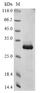 Greater than 85% as determined by SDS-PAGE.Recombinant Human Comm Domain-Containing Protein 5 (COMMD5) Protein (His)