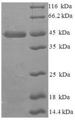 Greater than 90% as determined by SDS-PAGE.