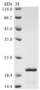 Greater than 85% as determined by SDS-PAGE.Recombinant Human Ribonuclease 7 (RNASE7) Protein (His)
