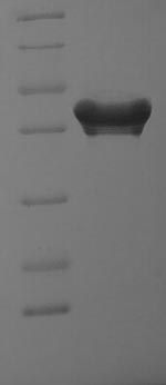 Greater than 90% as determined by SDS-PAGE.
