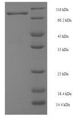 Greater than 90% as determined by SDS-PAGE.Recombinant Human E3 Ubiquitin-Protein Ligase Smurf2 (SMURF2) Protein (GST)