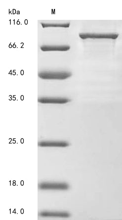 Greater than 85% as determined by SDS-PAGE.