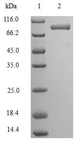 Greater than 90% as determined by SDS-PAGE.Recombinant Human Ribonucleoprotein Ptb-Binding 2 (RAVER2) Protein (His-SUMO)