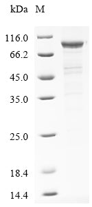 Greater than 85% as determined by SDS-PAGE.