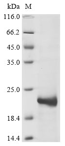Greater than 85% as determined by SDS-PAGE.