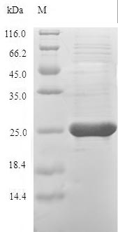 Greater than 90% as determined by SDS-PAGE.Recombinant Chinese Hamster Peroxiredoxin-1 (PRDX1) Protein (His)