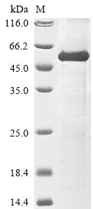 Greater than 85% as determined by SDS-PAGE.Recombinant Mouse Sialidase-3 (NEU3) Protein (His)