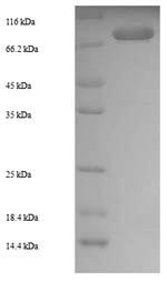 Greater than 90% as determined by SDS-PAGE.