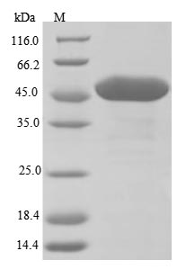 Greater than 85% as determined by SDS-PAGE.Recombinant Arabidopsis Thaliana Udp-Glycosyltransferase 89C1 (UGT89C1) Protein (His)