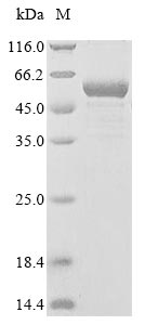Greater than 85% as determined by SDS-PAGE.Recombinant Arabidopsis Thaliana Udp-Glycosyltransferase 72E2 (UGT72E2) Protein (His&Myc)