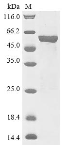 Greater than 85% as determined by SDS-PAGE.Recombinant Arabidopsis Thaliana Udp-Glycosyltransferase 72B1 (UGT72B1) Protein (His&Myc)