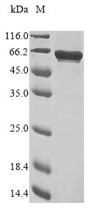 Greater than 85% as determined by SDS-PAGE.
