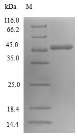 Greater than 90% as determined by SDS-PAGE.Recombinant Human Gtp-Binding Protein Sar1A (SAR1A) Protein (GST)