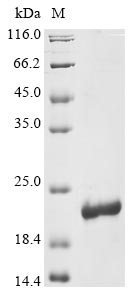 Greater than 90% as determined by SDS-PAGE.