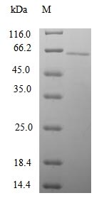 Greater than 90% as determined by SDS-PAGE.