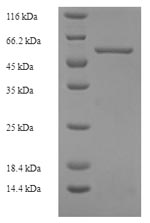 Greater than 90% as determined by SDS-PAGE.