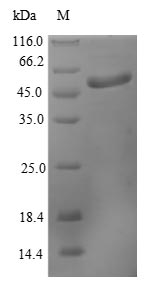 Greater than 90% as determined by SDS-PAGE.