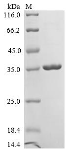 Greater than 90% as determined by SDS-PAGE.