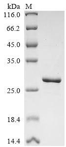 Greater than 90% as determined by SDS-PAGE.