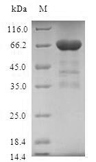 Greater than 90% as determined by SDS-PAGE.Recombinant Human Tropomodulin-3 (TMOD3) Protein (GST)