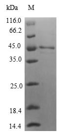 Greater than 90% as determined by SDS-PAGE.