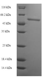 Greater than 90% as determined by SDS-PAGE.