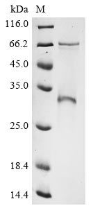 Greater than 85% as determined by SDS-PAGE.