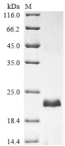 Greater than 90% as determined by SDS-PAGE.