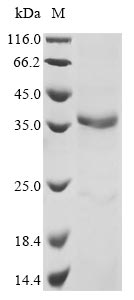 Greater than 90% as determined by SDS-PAGE.Recombinant Mouse Adam Dec1 (ADAMDEC1) Protein (His)