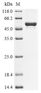 Greater than 90% as determined by SDS-PAGE.Recombinant Mouse Angiopoietin-Related Protein 3 (ANGPTL3) Protein (His)