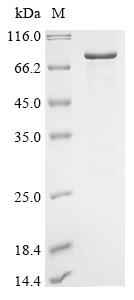 Greater than 85% as determined by SDS-PAGE.Recombinant Mouse Cryptochrome-2 (CRY2) Protein (His&Myc)