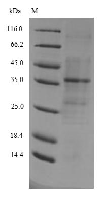 Greater than 90% as determined by SDS-PAGE.