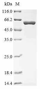 Greater than 90% as determined by SDS-PAGE.Recombinant Musa Acuminata Utp--Glucose-1-Phosphate Uridylyltransferase (UGPA) Protein (His&Myc)
