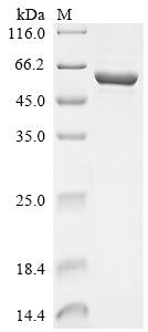 Greater than 90% as determined by SDS-PAGE.Recombinant Musa Acuminata Utp--Glucose-1-Phosphate Uridylyltransferase (UGPA) Protein (His)