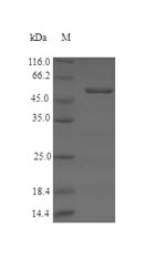 Greater than 90% as determined by SDS-PAGE.Recombinant Arabidopsis Thaliana Protein Ros1 (ROS1) Protein (His-SUMO)