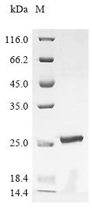 Greater than 90% as determined by SDS-PAGE.