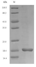 Greater than 90% as determined by SDS-PAGE.