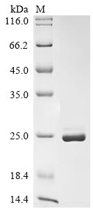 Greater than 90% as determined by SDS-PAGE.