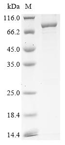 Greater than 85% as determined by SDS-PAGE.