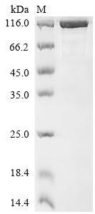 Greater than 85% as determined by SDS-PAGE.