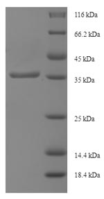 Greater than 90% as determined by SDS-PAGE.