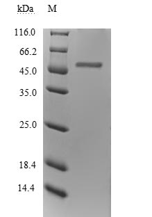 Greater than 85% as determined by SDS-PAGE.Recombinant Human Inosine Triphosphate Pyrophosphatase (ITPA) Protein (GST)