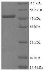 Greater than 90% as determined by SDS-PAGE.