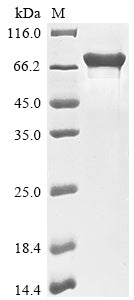 Greater than 85% as determined by SDS-PAGE.Recombinant Human Yth Domain-Containing Family Protein 1 (YTHDF1) Protein (His)