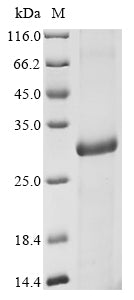 Greater than 90% as determined by SDS-PAGE.Recombinant Arabidopsis Thaliana Expansin-A1 (EXPA1) Protein (His&Myc)