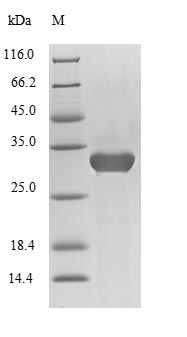 Greater than 90% as determined by SDS-PAGE.Recombinant Mouse Chymotrypsin-Like Elastase Family Member 3B (CELA3B) Protein (His&Myc)
